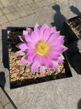 Echinocereus pulchellus